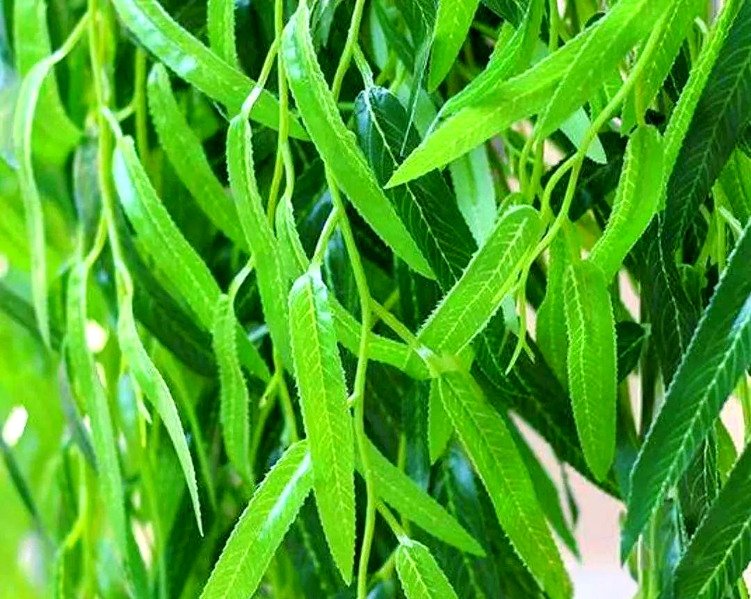 柳叶的详细介绍与多种功效探索