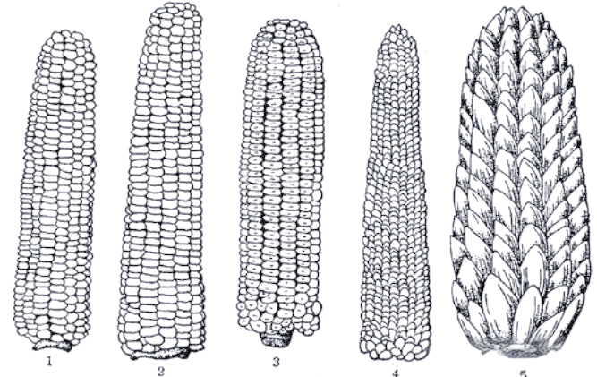 玉米:重要的粮食与工业原料