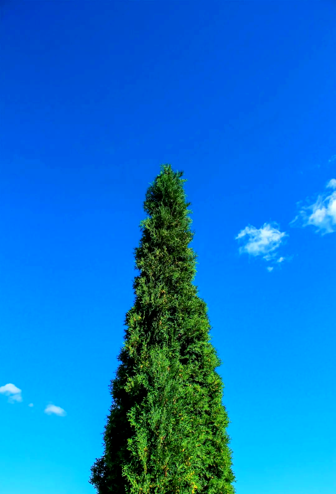 柏树四季常青,柏木香的文化与魅力探秘