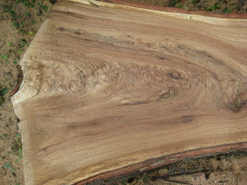 大家都认识上图中的玩具吧,就是拿树杈做的,不过能用来加工木皮