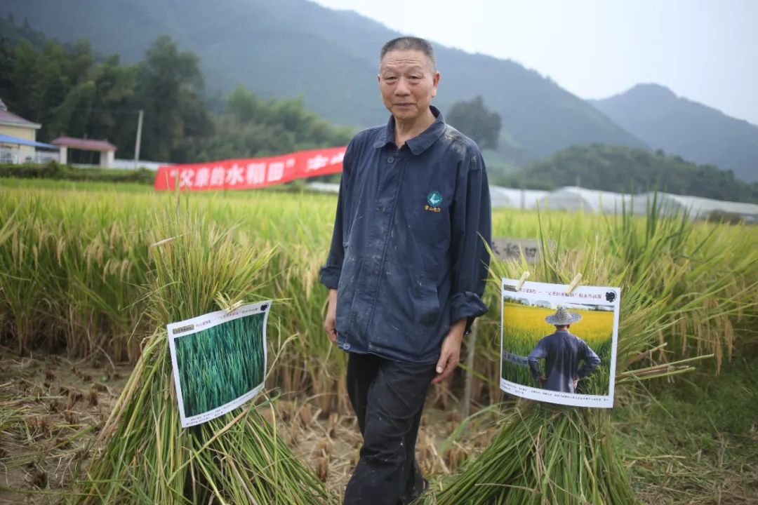 文話農耕耕父親的水稻田