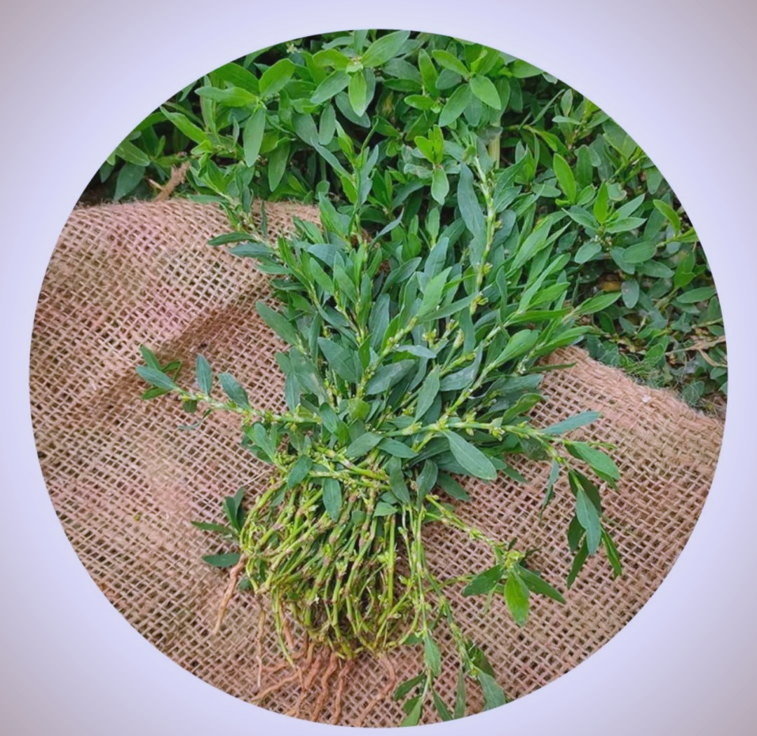 扁蓄:利水通淋,杀虫止痒的草药之星