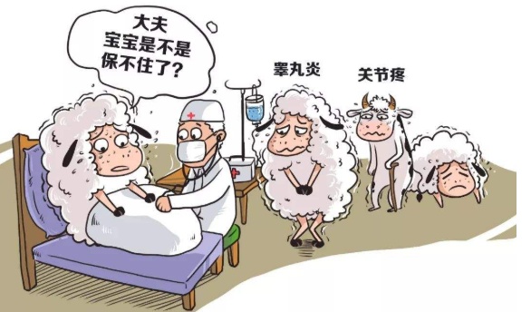 「布鲁氏杆菌病」"布病",你"布"能不知道!