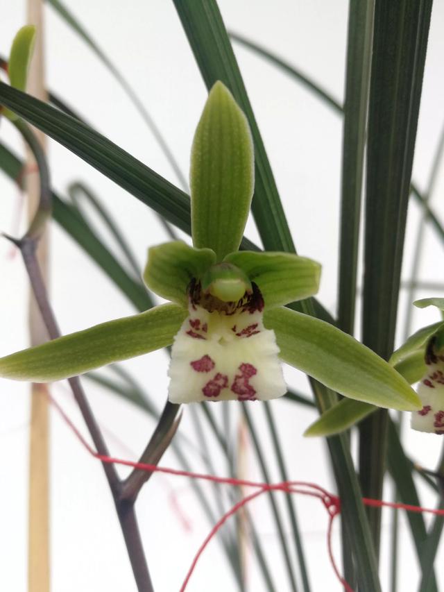 兰花界中以一个县名命名的兰花一一丘北冬蕙兰,迎接冬天的到来