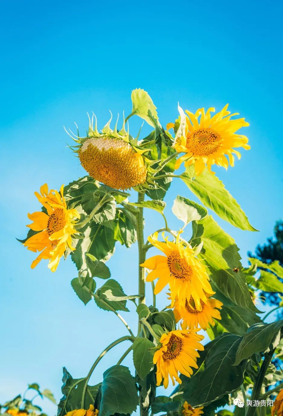 当季 | 贵阳这个"坡"里的向日葵和落日,今夏成功出圈!
