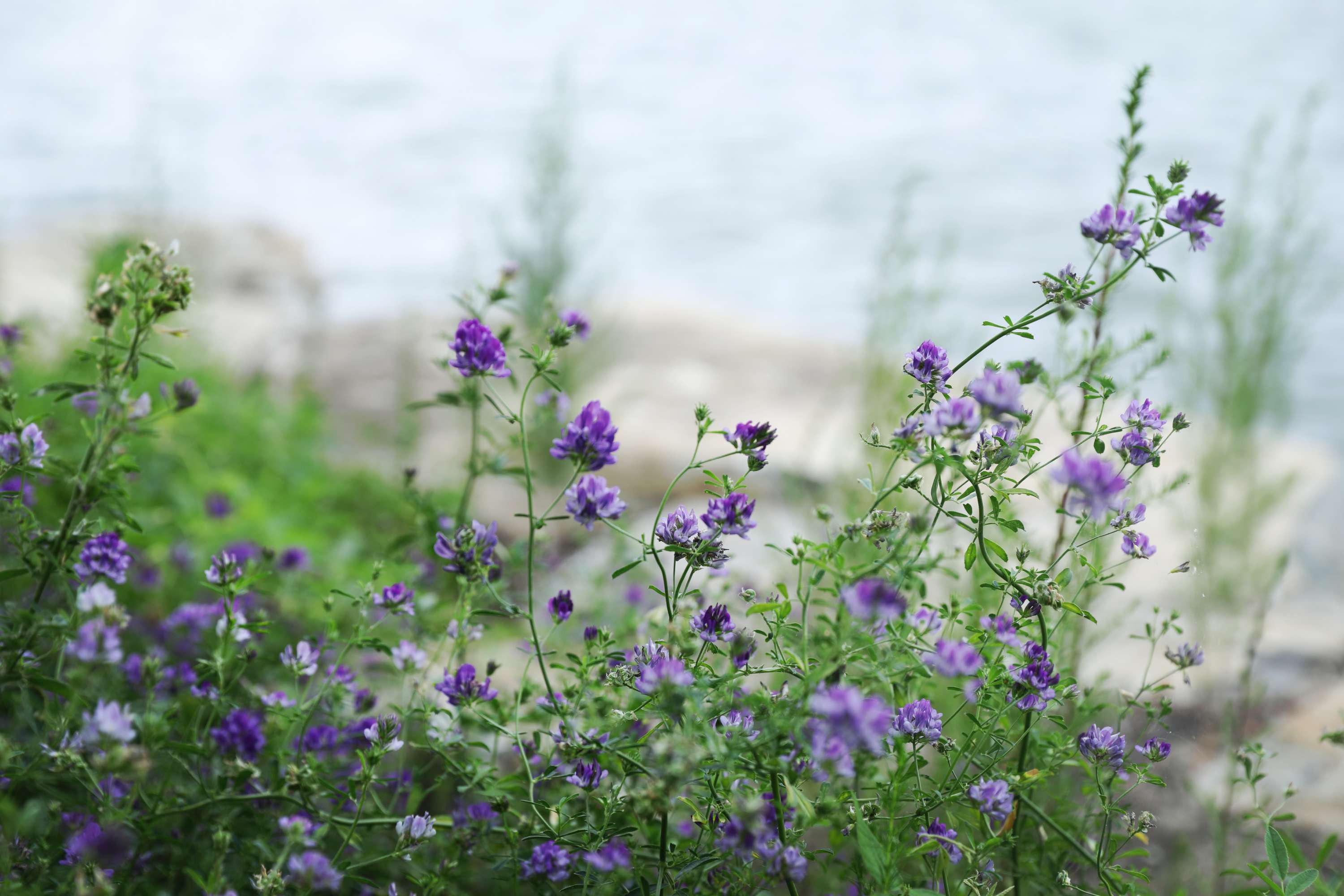 且听风吟:紫花苜蓿