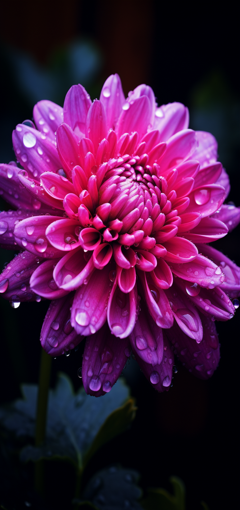 菊花高清壁纸精选:感受自然之美,点亮你的每一天