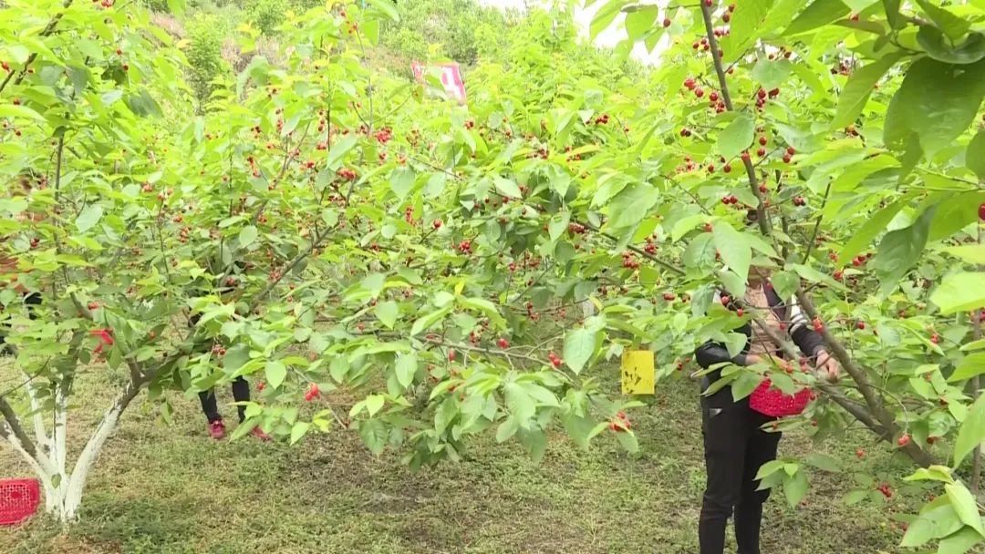 玛瑙红樱桃的种植方法图片