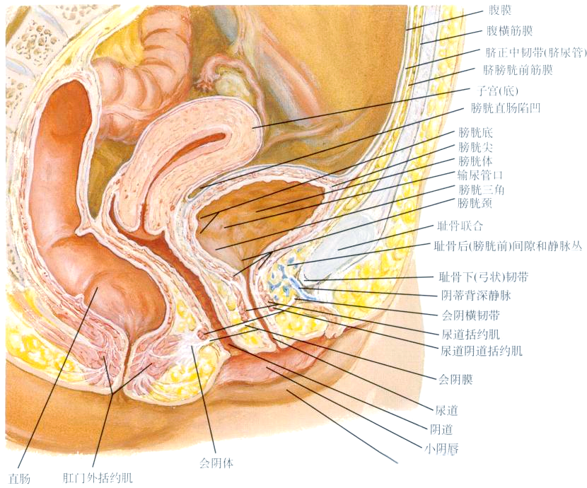 膀胱解剖与功能全解析
