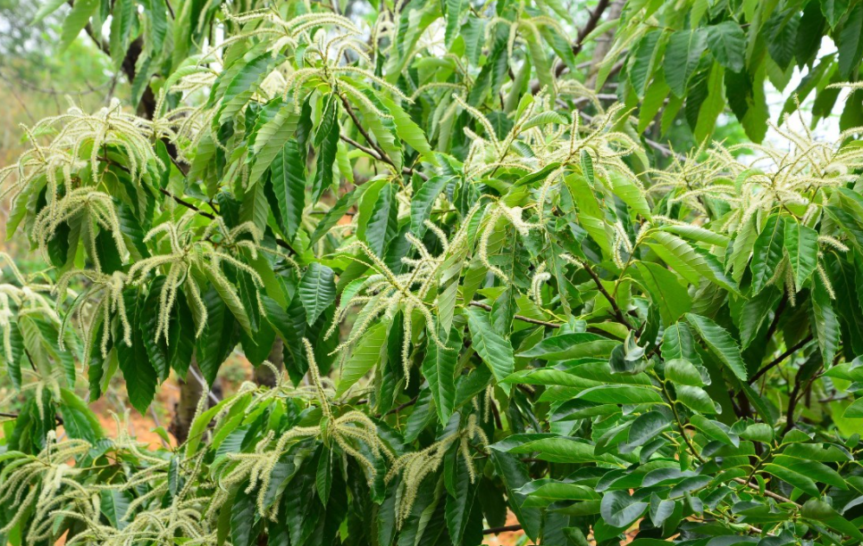 芝麻树成熟的样子图片