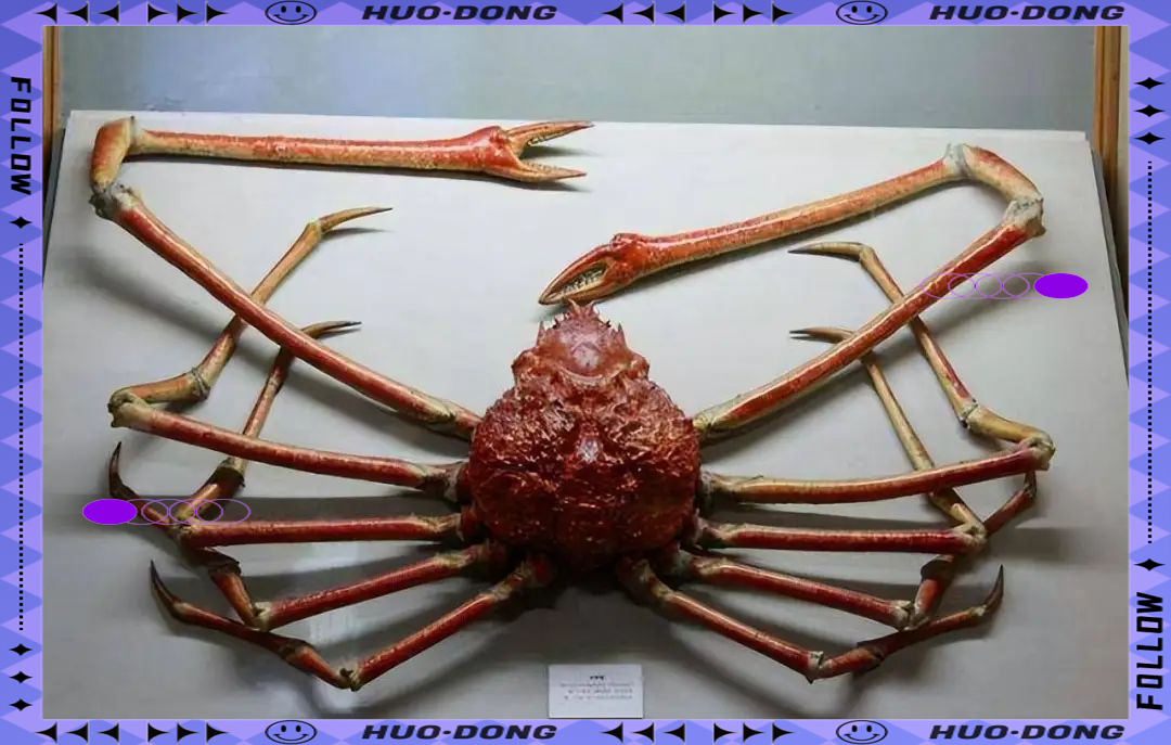 世界上最大的螃蟹之一:甘氏巨螯蟹,身长可达4米,寿命达100年,捕食能力