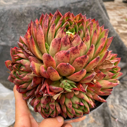 多肉品种:雨滴,纸风车,相府莲,小红船,香草比斯