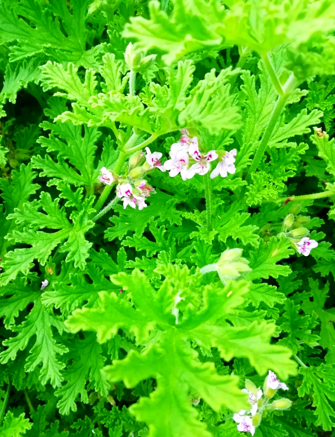 推荐多种气味温和的香草植物,让你感受自然的清香