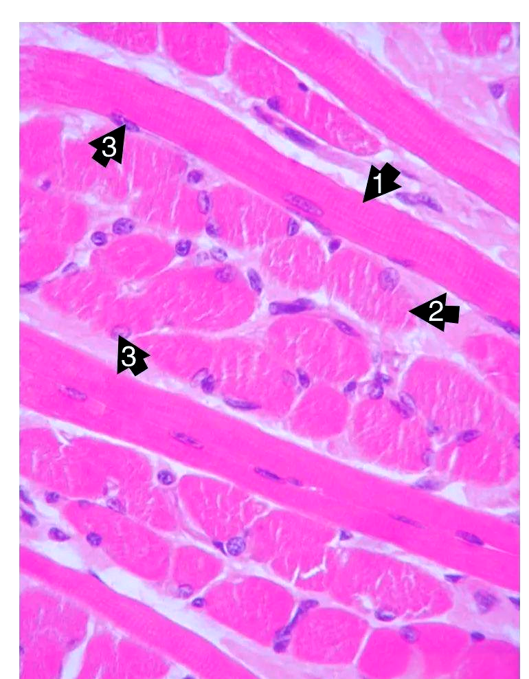 在显微镜下,骨骼肌的微观结构展现得淋漓尽致