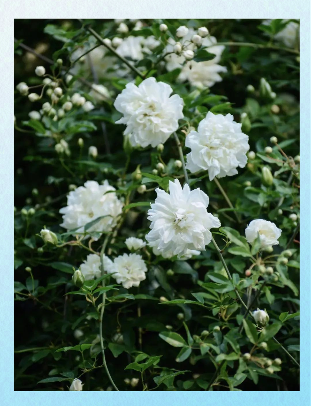 荼蘼花:春末夏初的独特色彩