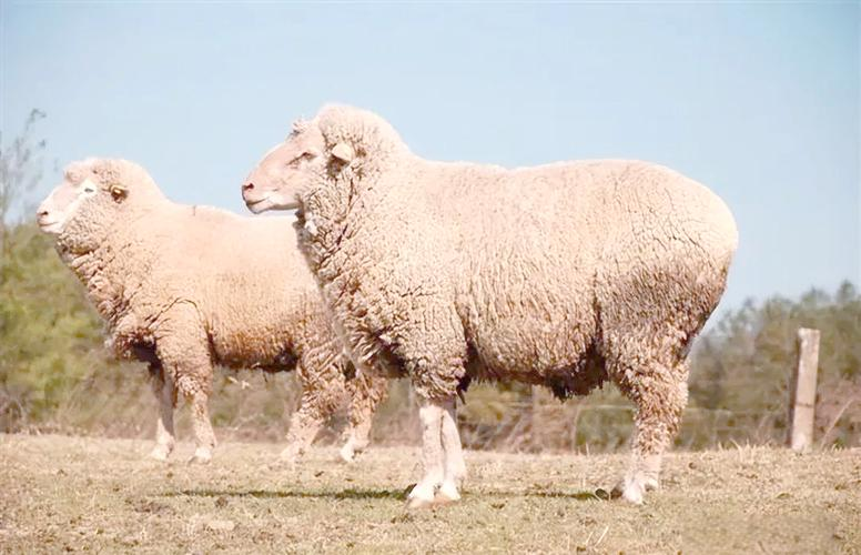 巩乃斯种羊场再创历史:细羊毛拍卖刷新纪录