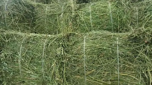 如何收集,制作优质的青干草?