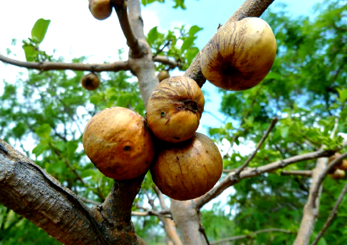 infausta,这一水果名称或许并不广为人知,但它却生长在非洲的赞比亚