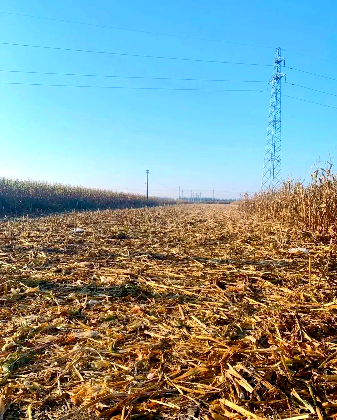 北方秋收景象:轰轰烈烈与悄无声息并存