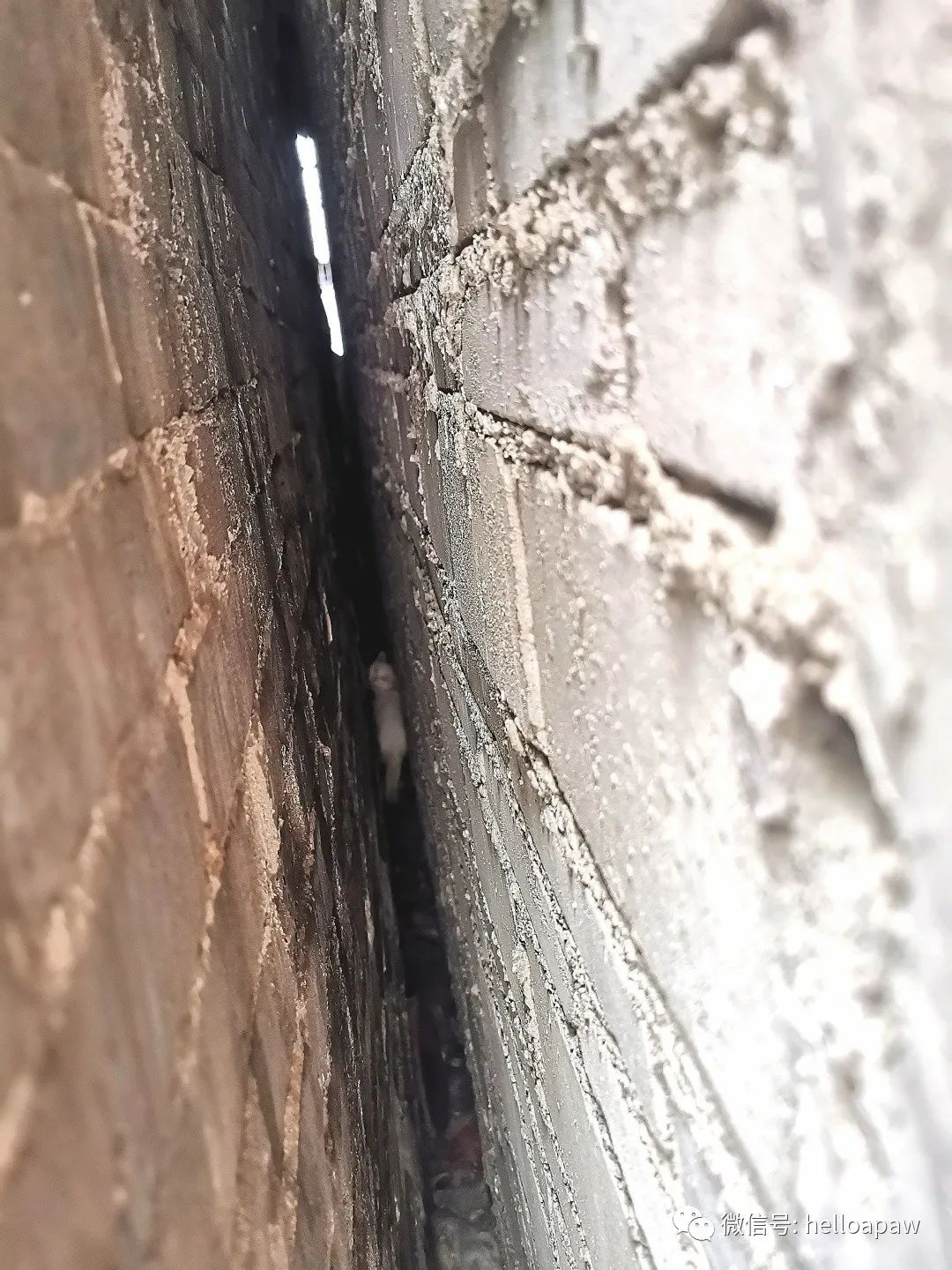 在8厘米的墙缝躲了两年的小猫,被人重伤