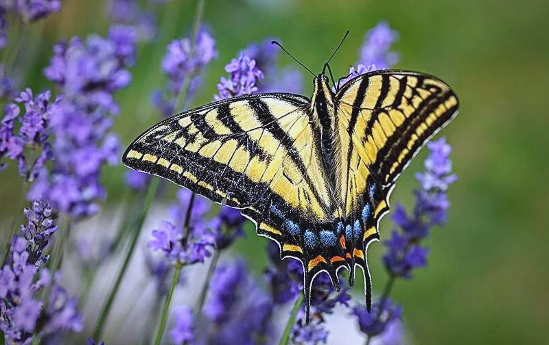 蜜蜂吃蝴蝶吗(蝴蝶吃不吃蜜蜂)