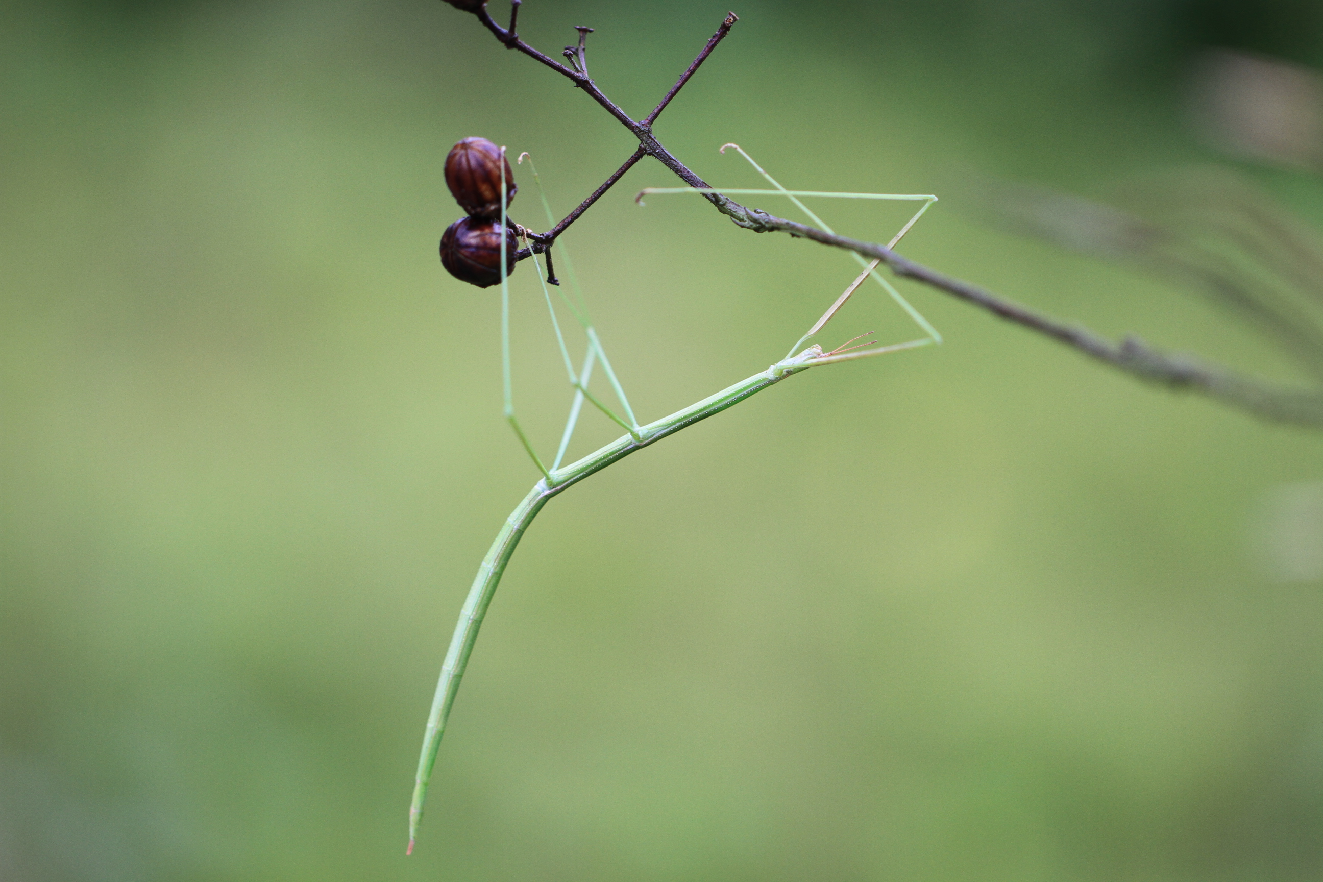 竹节虫:百闻不如一见的拟态大师