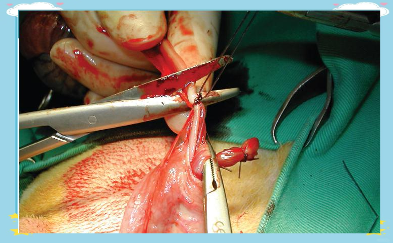 犬睾丸切除术的实用技术指南与多张手术操作图片