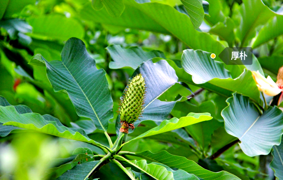 厚朴:一种值得了解的中药材
