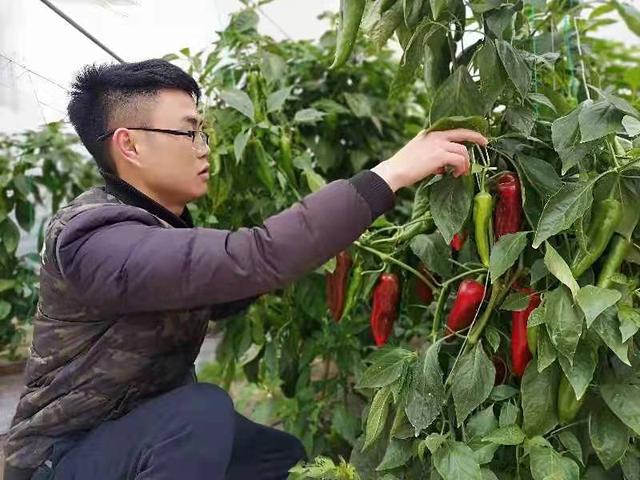 省人大代表王安华:把忠诚写在田间地头