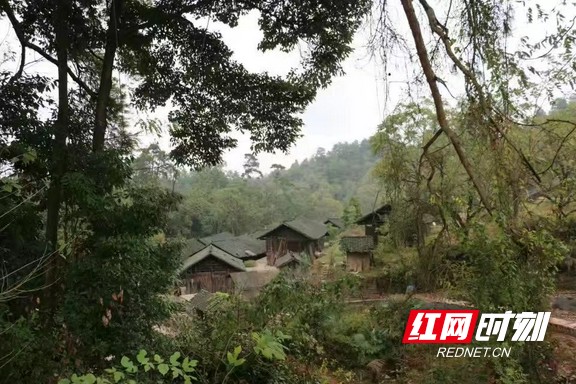 散文丨泸溪新寨坪村:森林托起的村落