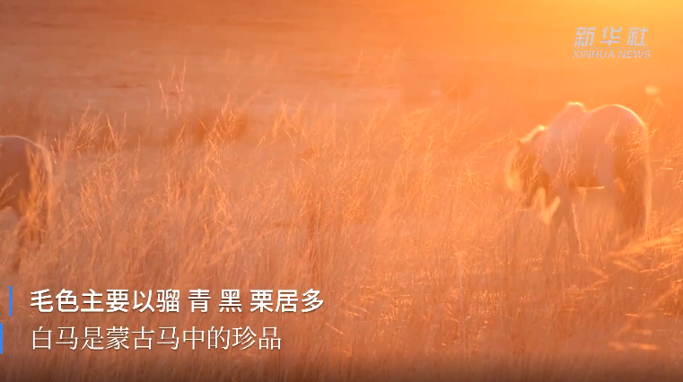 来看"中国白马之乡"的白色蒙古马