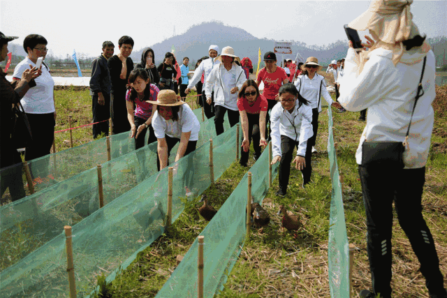 千万不要错过 话不多说 上才艺~ 全民赶鸭子 赶鸭子路线 从古街入口到