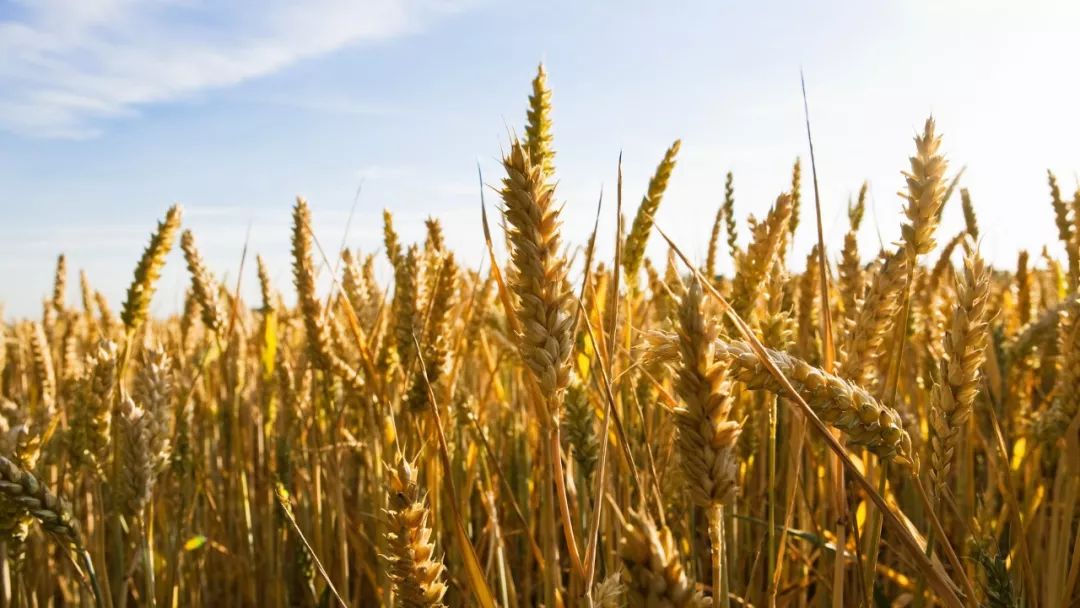 澳大利亚小麦品种图片