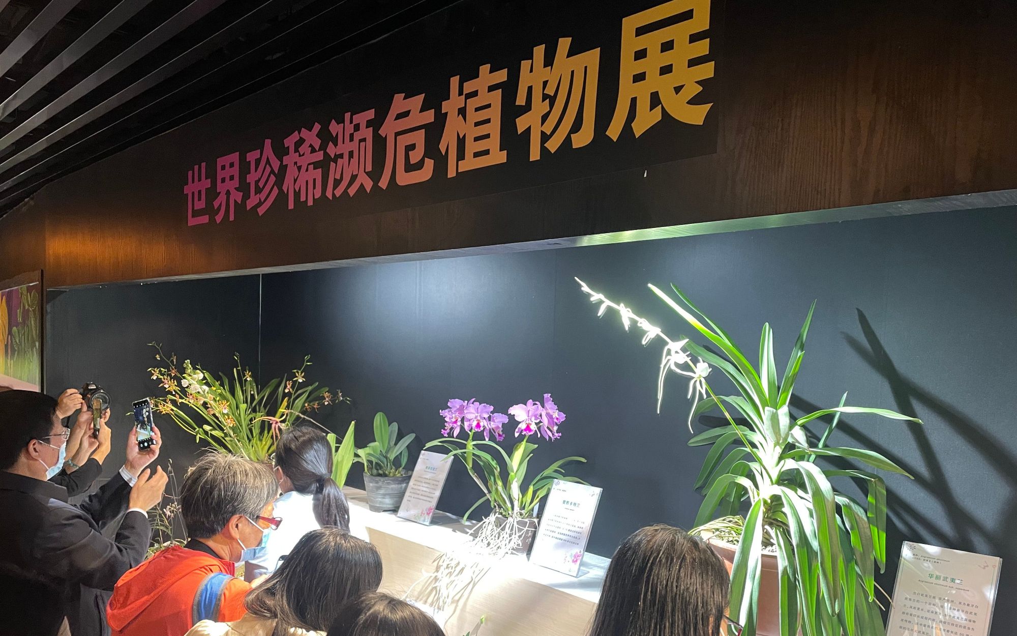北京植物园展出世界珍稀濒危植物