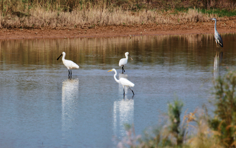 孟州:"飞鸟美人"白琵鹭现身黄河湿地
