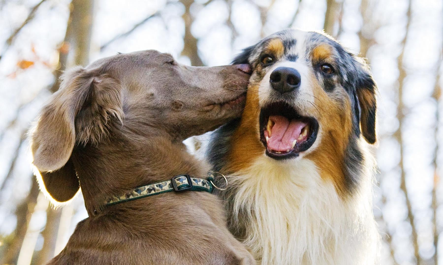 狗交配时,两尾锁结30分钟,为什么这么危险的动作没被淘汰?