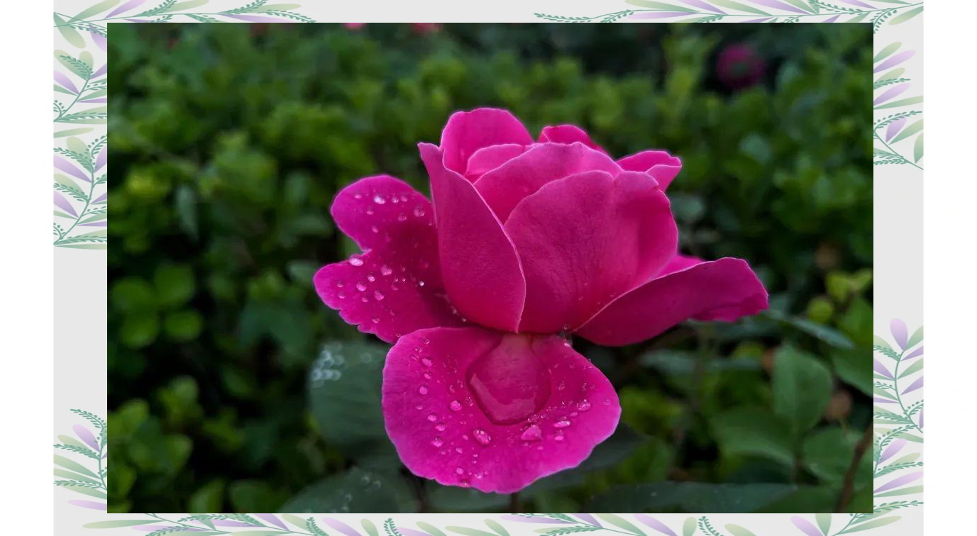 沭阳月季花