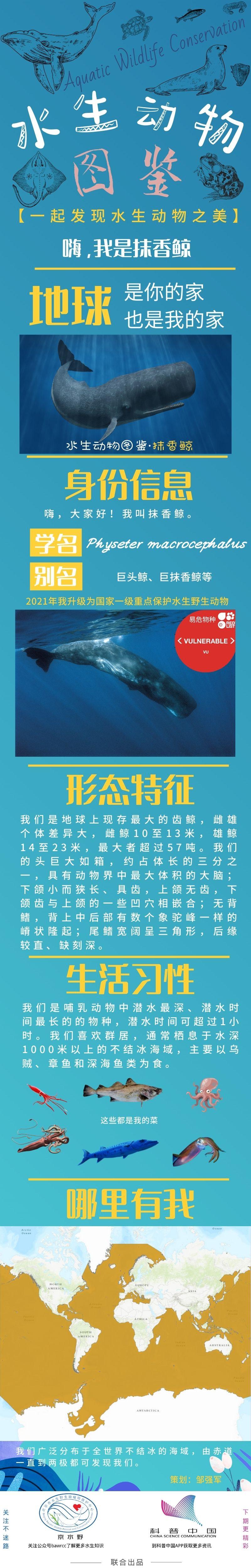 水生动物图鉴·抹香鲸