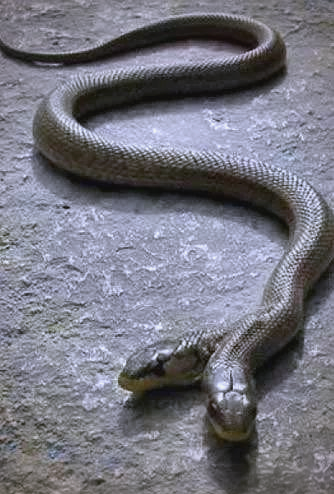 农村传说中的双头蛇,被视为晦气象征,但真的存在吗?