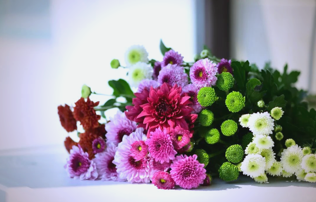 小雏菊的魅力与养护全攻略