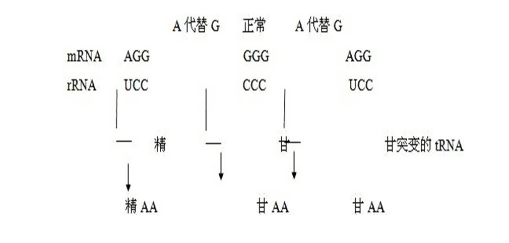 终止密码子是哪三个