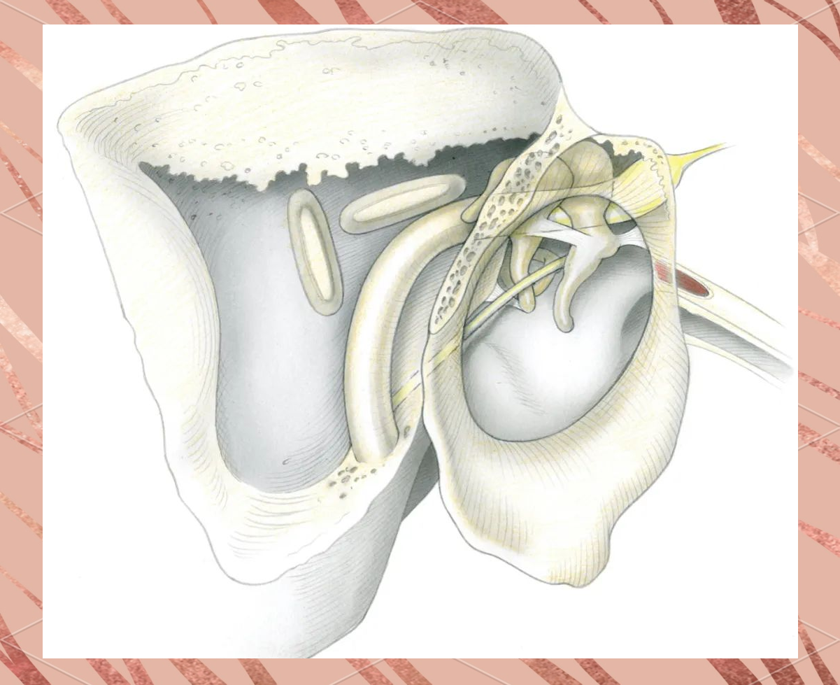 揭秘耳朵中的听骨:人体最小骨头的奥秘