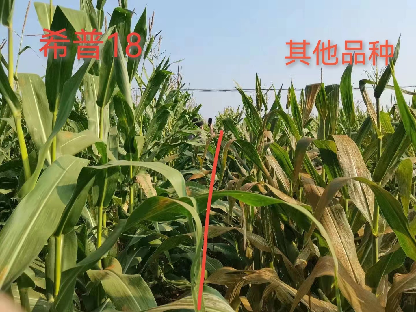 希普18玉米种六大特征分析