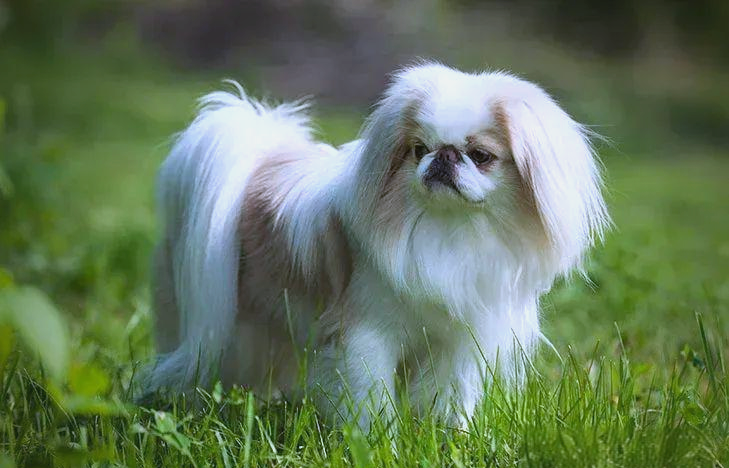 日本狆:探寻昔日皇家小猎犬的贵族气质