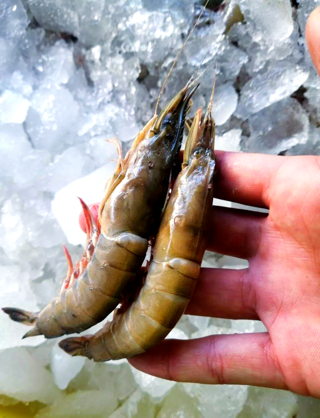 金钩虾实力出击,东海美味抢占c位