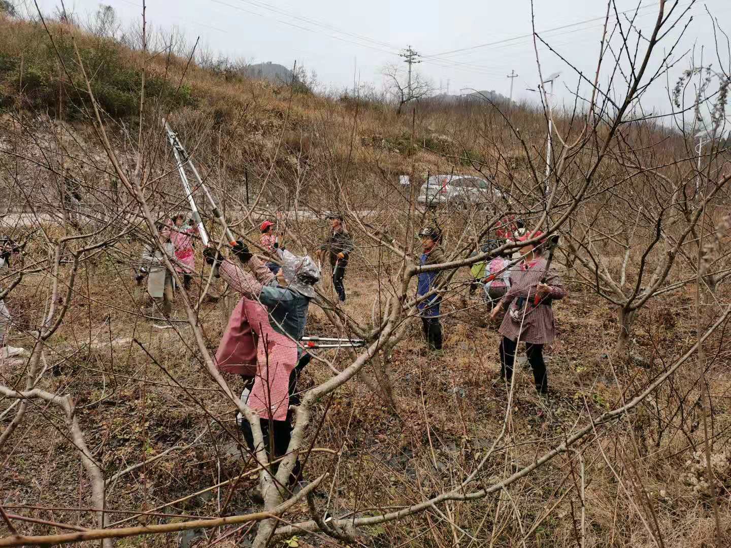 施秉县双井镇:李子果林修枝忙 提质增效促增收