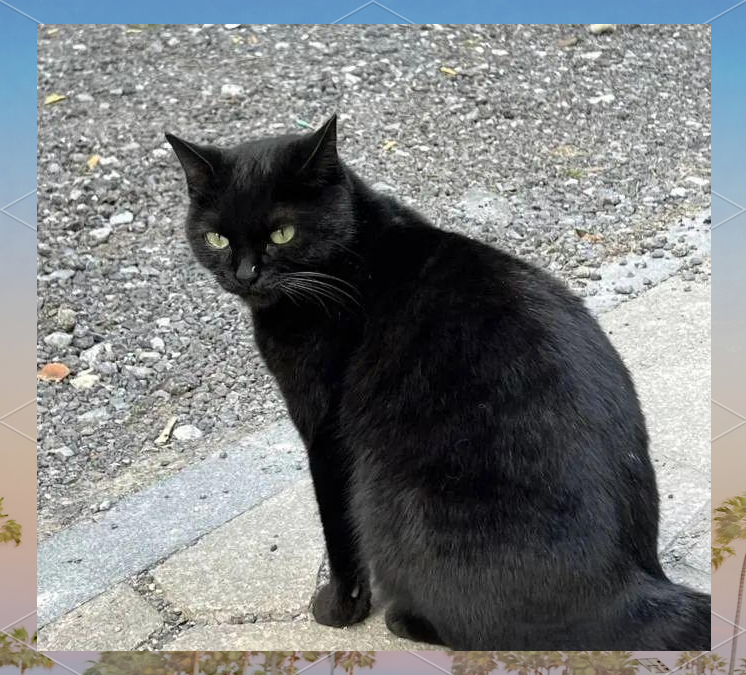 中华田园黑猫