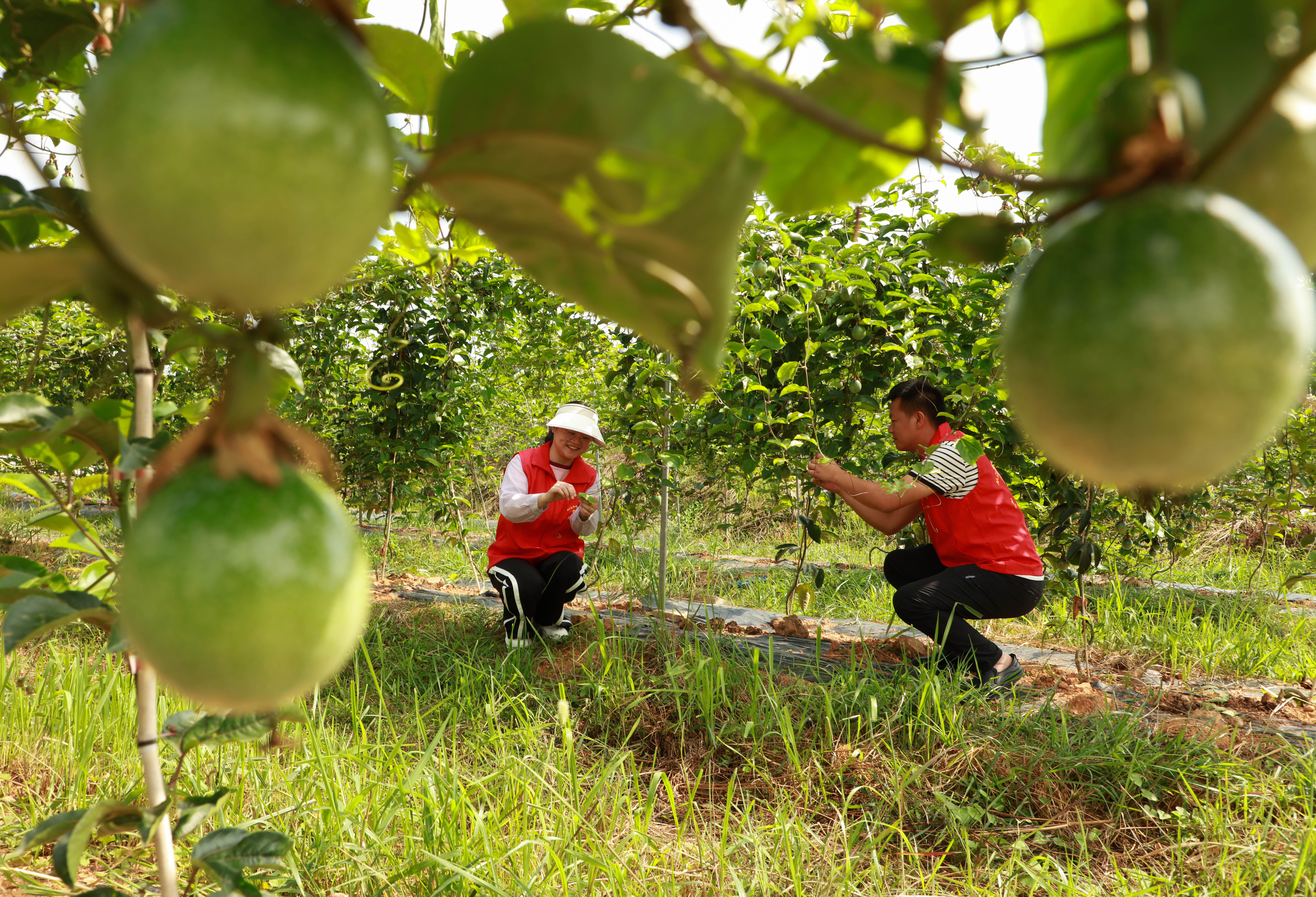 从江县贯洞镇:百香果丰收在望