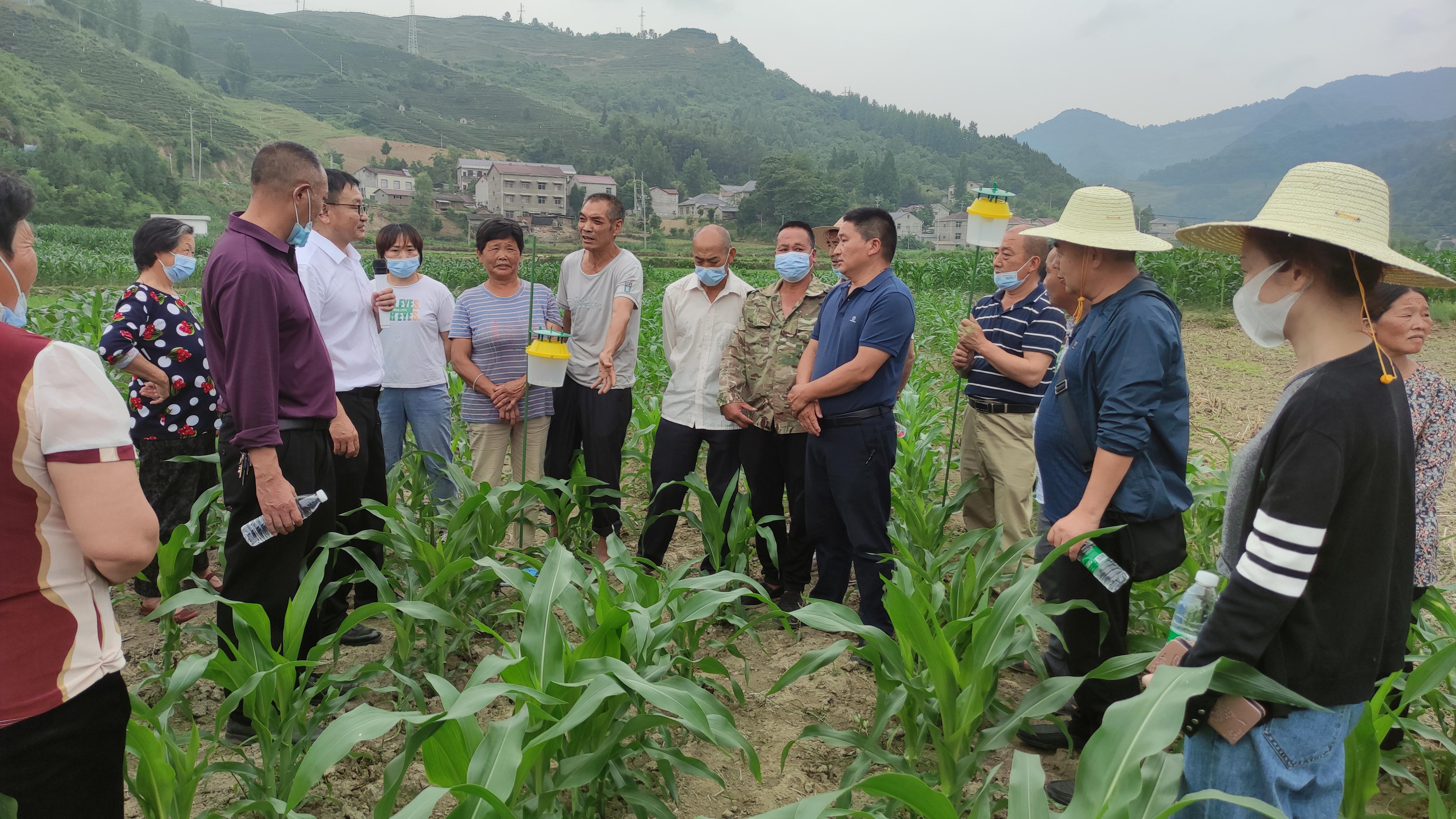 房县高素质农民培育主要粮食作物种植技术培训走进秦口村