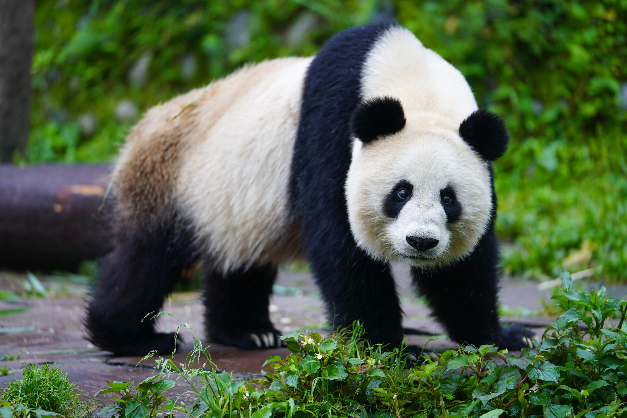 白皮书:大熊猫野外种群数量40年增加至1864只